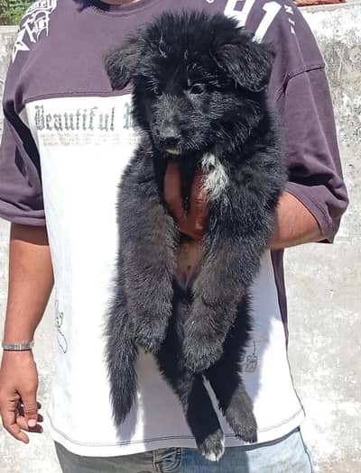 Pure German Shepherd Puppy | Long Coat