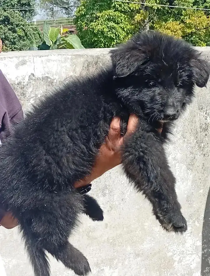Pure German Shepherd Puppy | Long Coat — photo 2