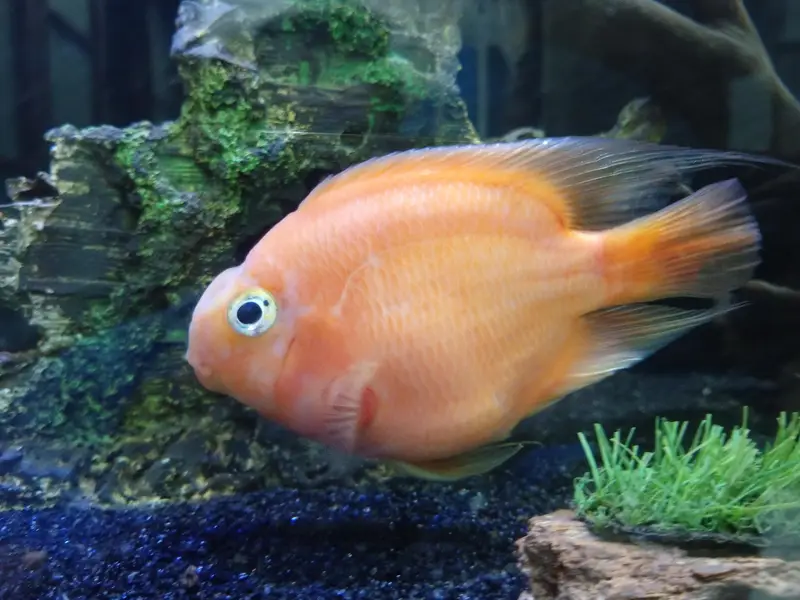 parrot fish for sale