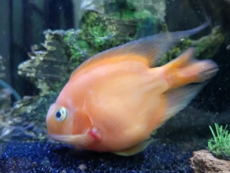 parrot fish for sale — photo 2
