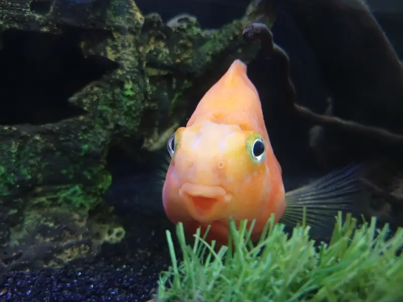 parrot fish for sale — photo 3