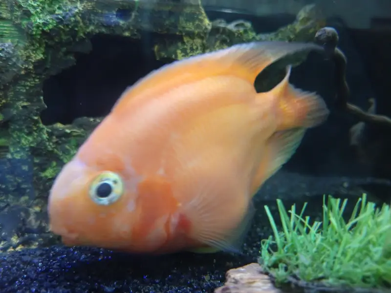 parrot fish for sale — photo 4