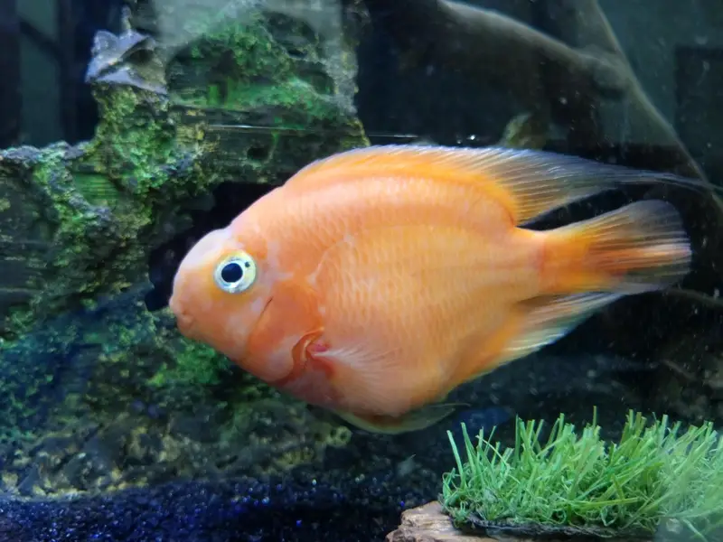 parrot fish for sale — photo 5