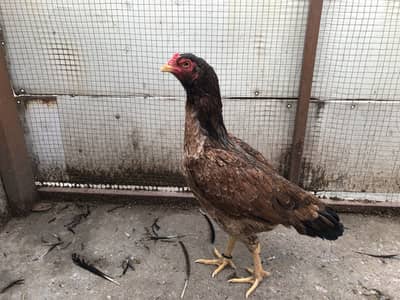 Aseel murgi for sale