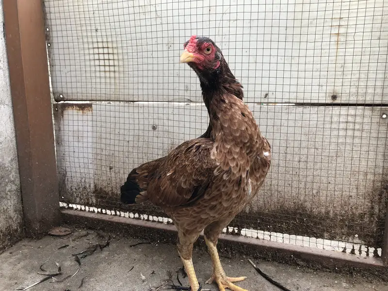 Aseel murgi for sale — photo 2