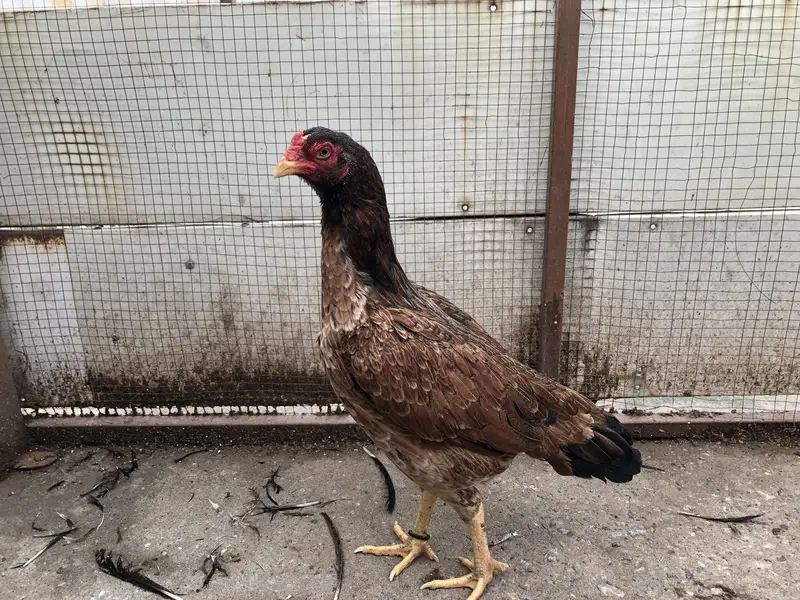 Aseel murgi for sale — photo 3