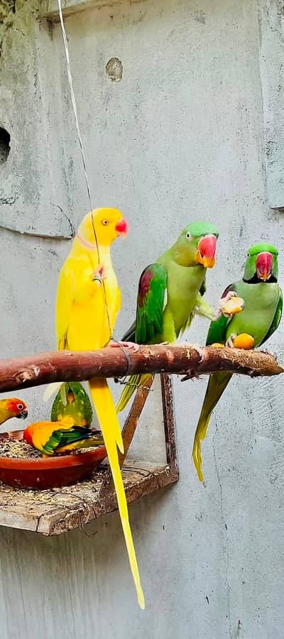 raw parrot male