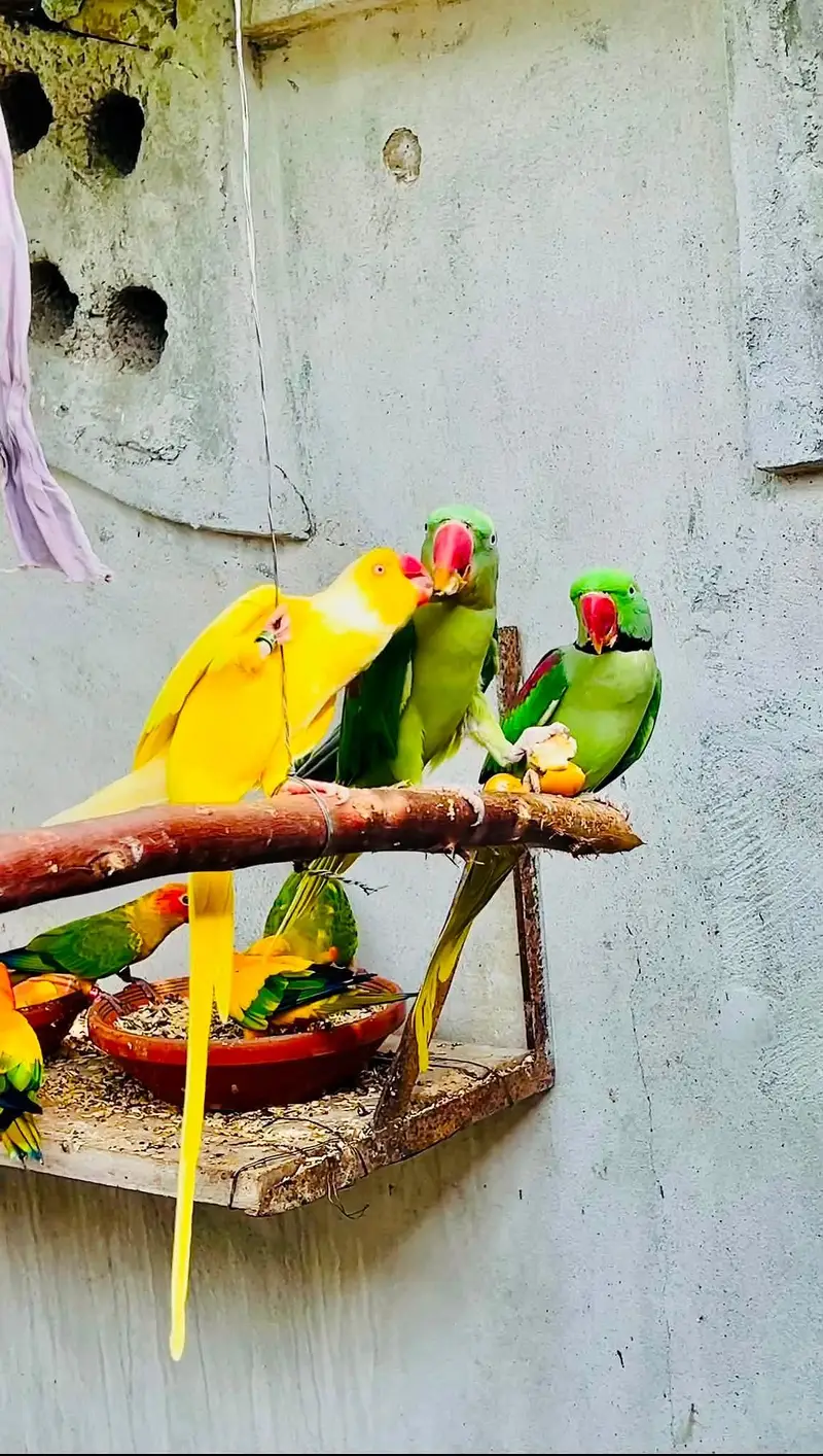 raw parrot male — photo 2
