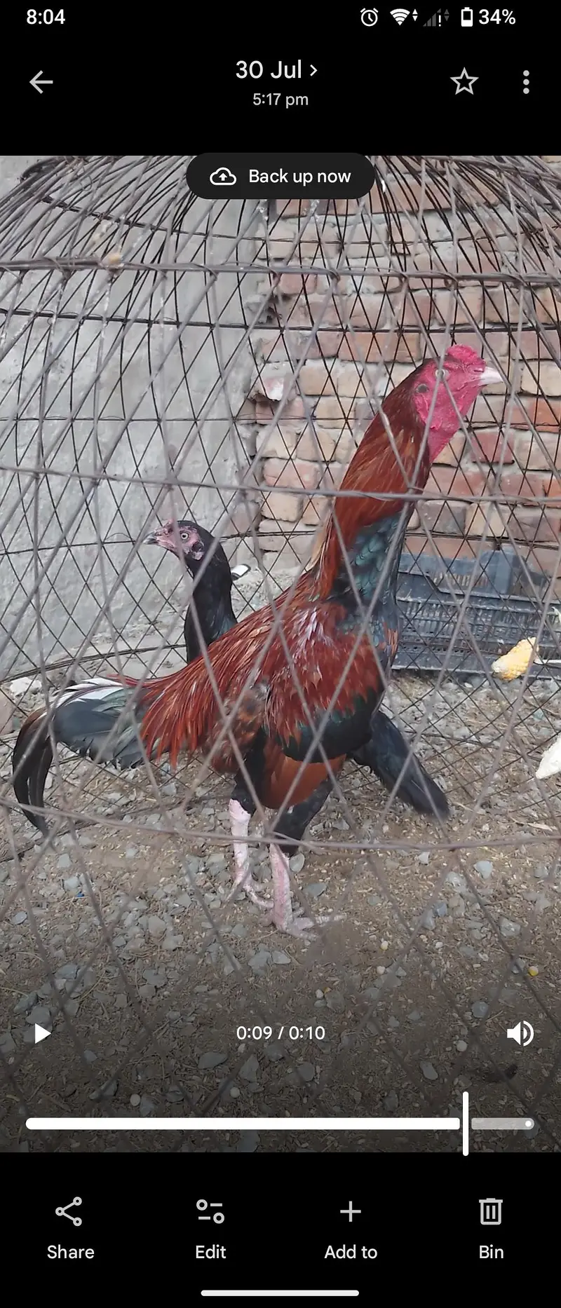 lakha aseel only male — photo 2