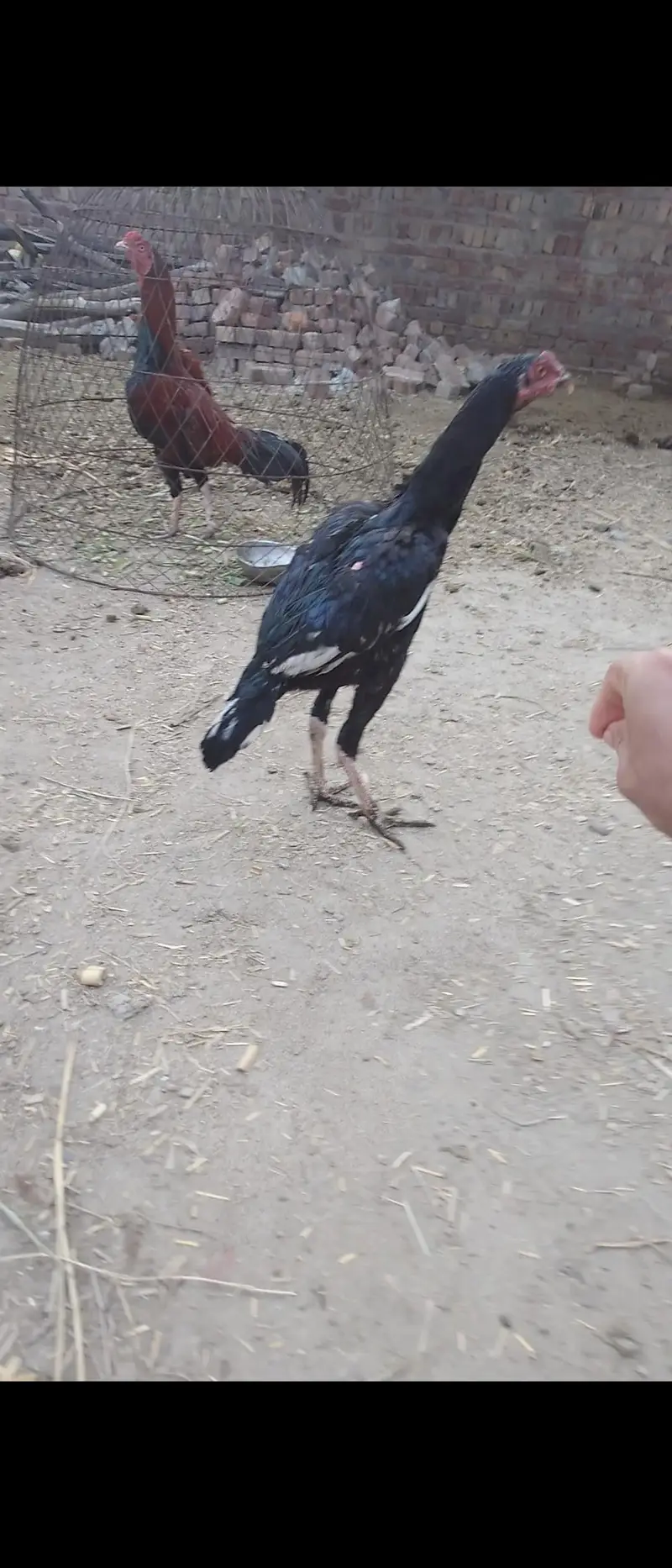 lakha aseel only male — photo 3