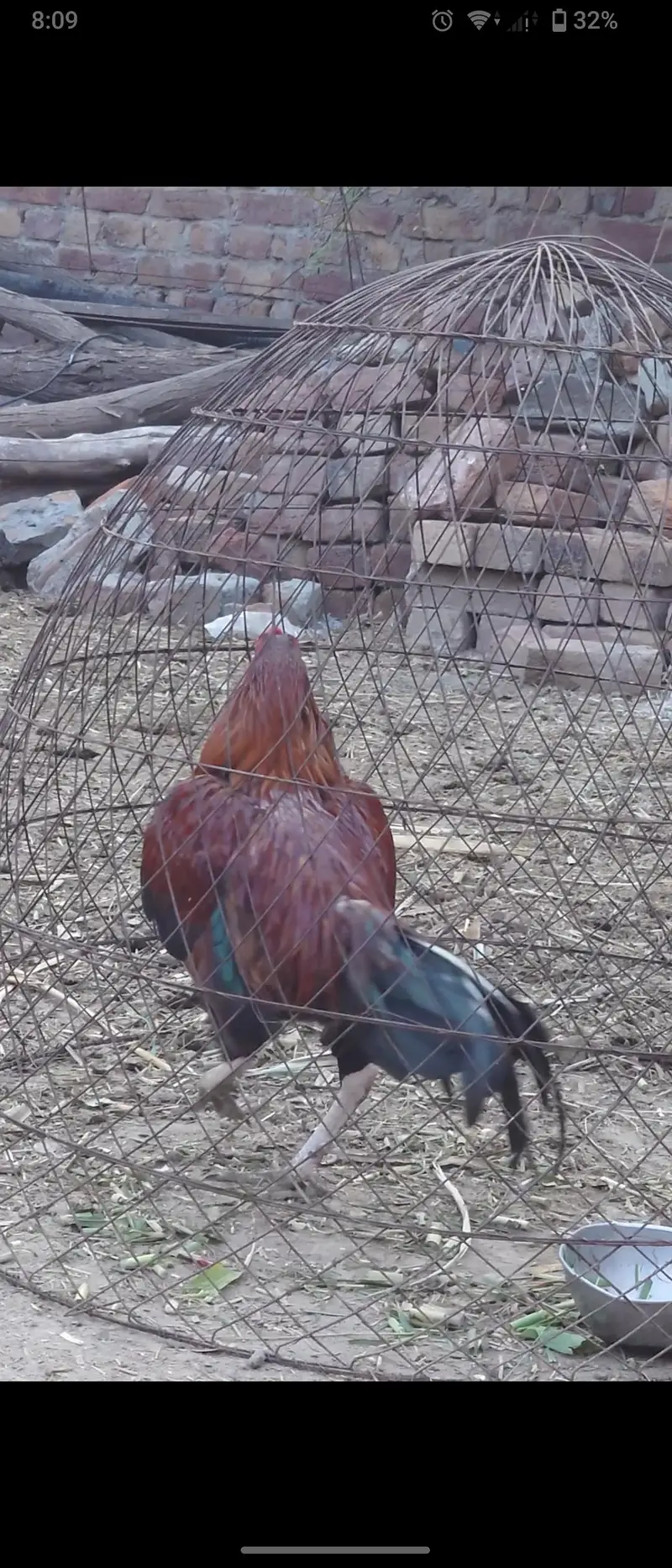 lakha aseel only male — photo 5