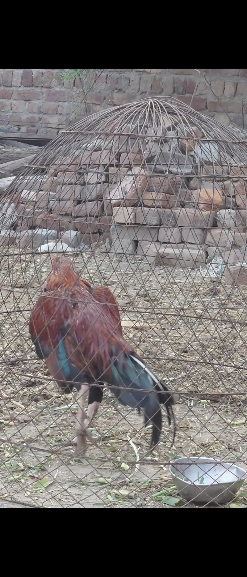lakha aseel only male — photo 6