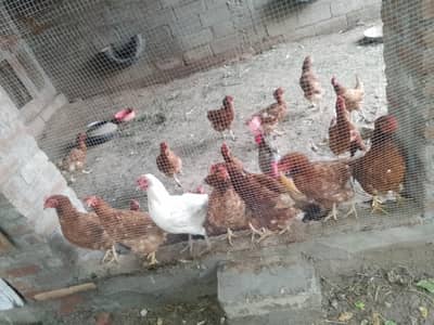 murgi for sell