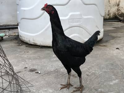 Astralop aseel mix murgi for sale