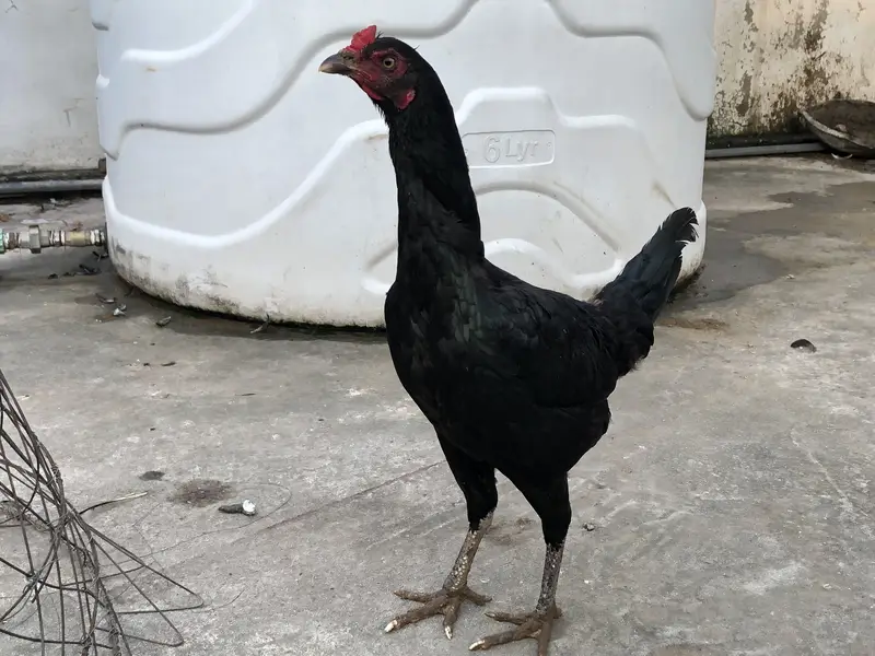 Astralop aseel mix murgi for sale — photo 2