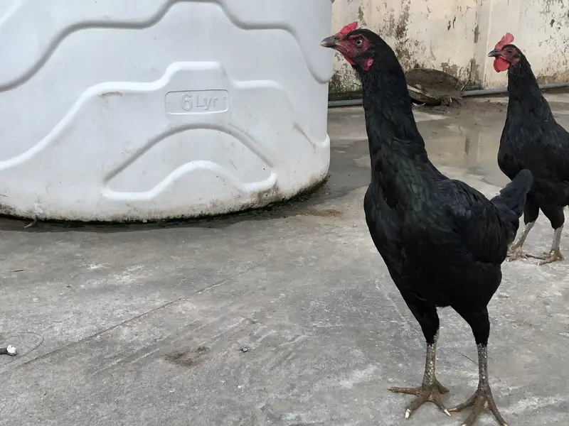 Astralop aseel mix murgi for sale — photo 3