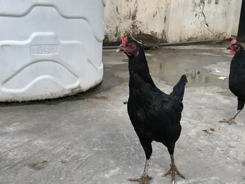 Astralop aseel mix murgi for sale — photo 4
