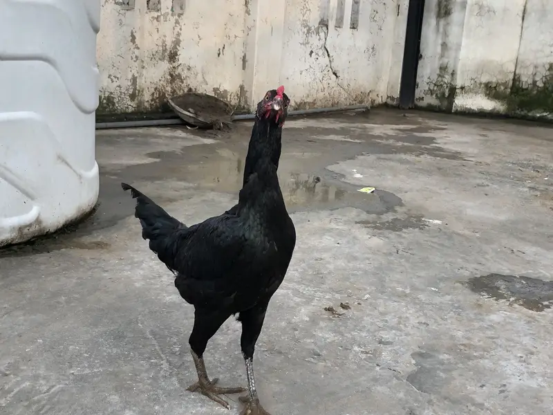 Astralop aseel mix murgi for sale — photo 5