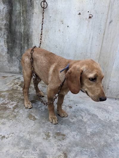 lab orpointer dog male for sale .