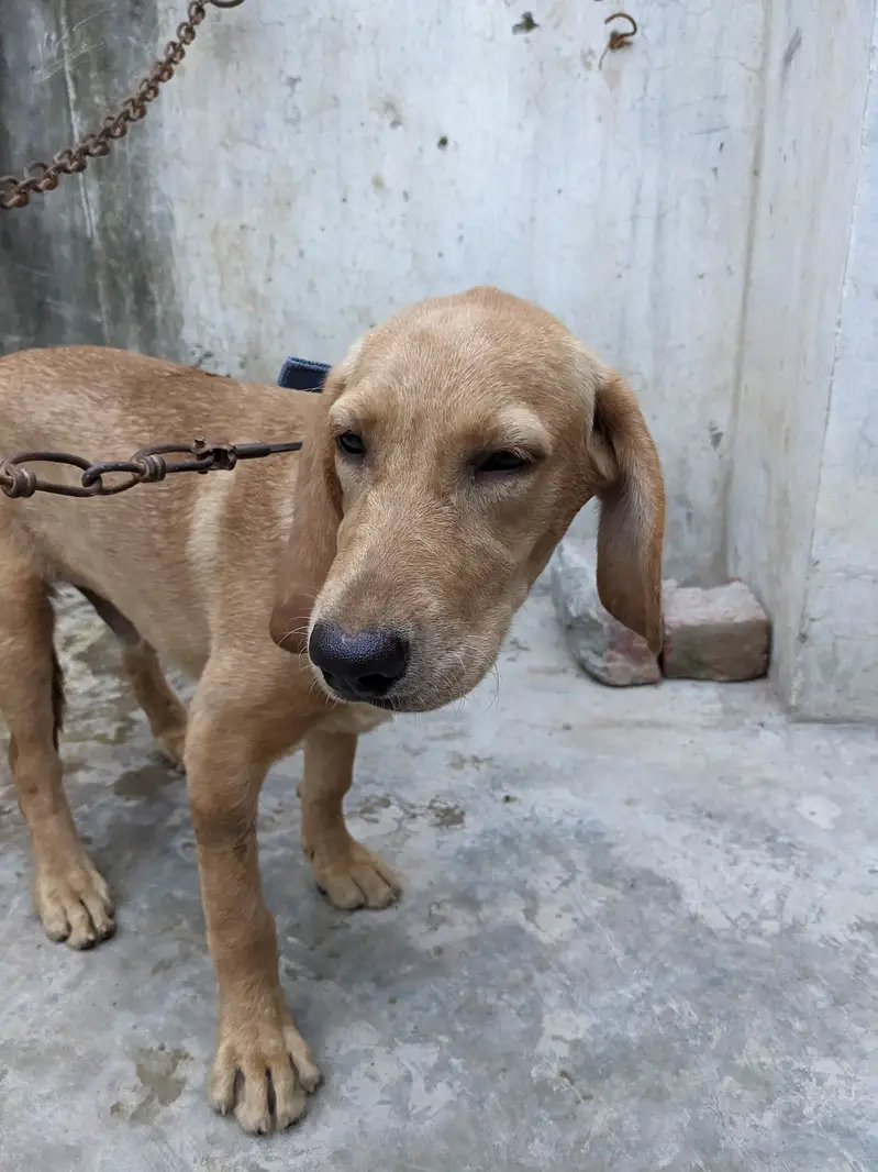 lab orpointer dog male for sale . — photo 2
