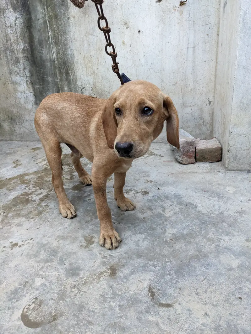 lab orpointer dog male for sale . — photo 3