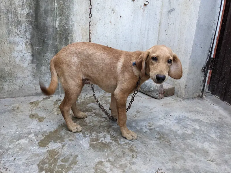 lab orpointer dog male for sale . — photo 4