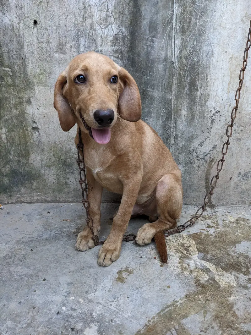 lab orpointer dog male for sale . — photo 5