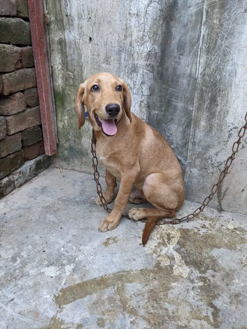 lab orpointer dog male for sale . — photo 6