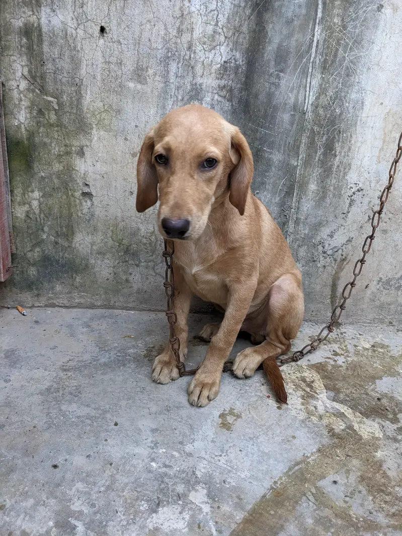 lab orpointer dog male for sale . — photo 7