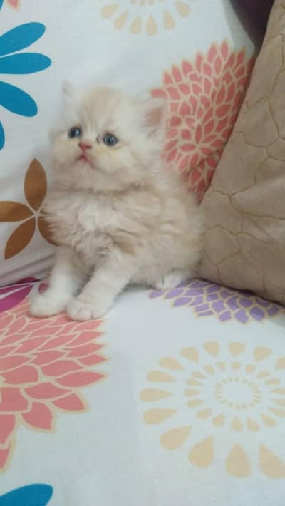 Persian Kitten/ Punch face