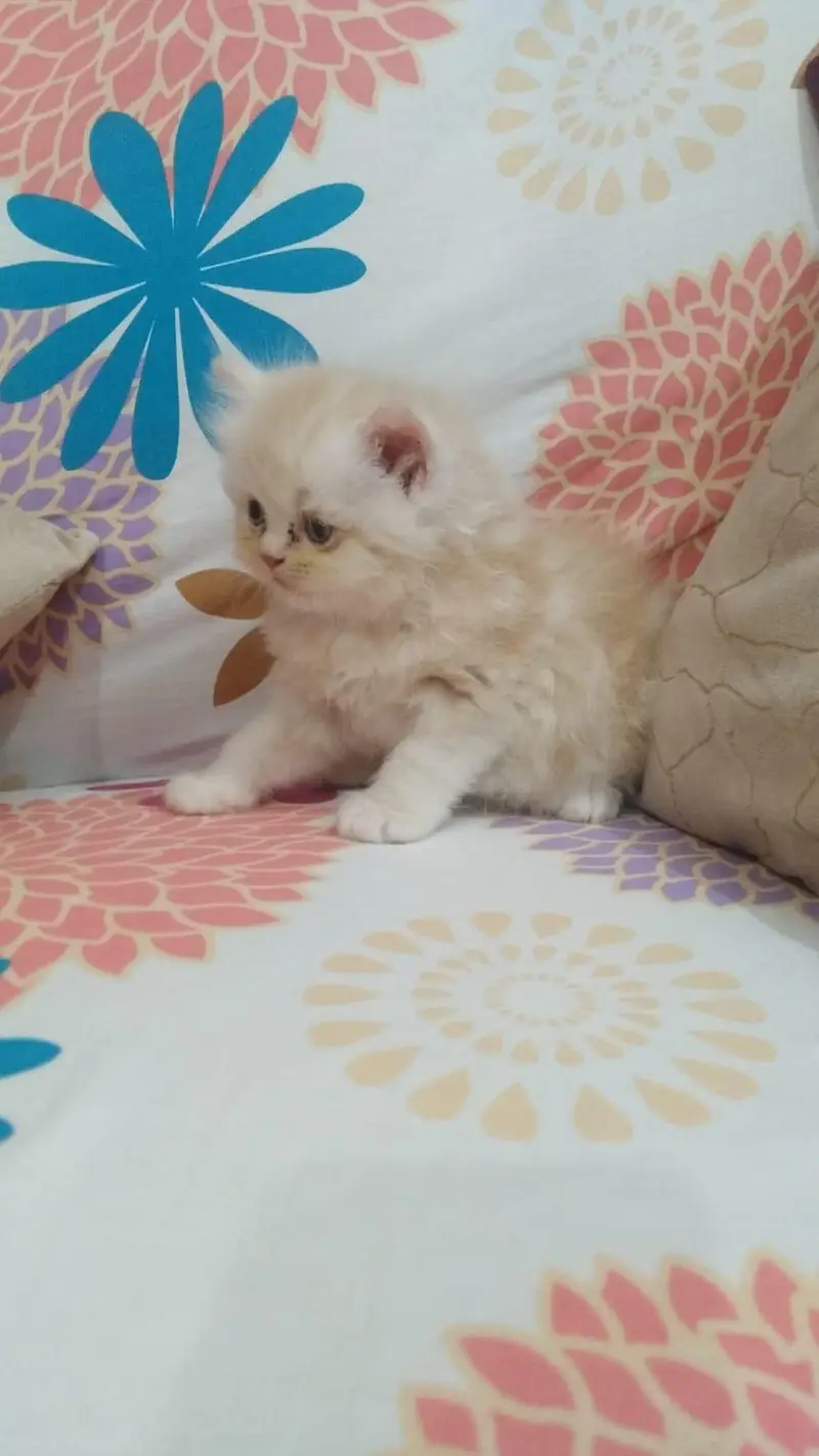 Persian Kitten/ Punch face — photo 2