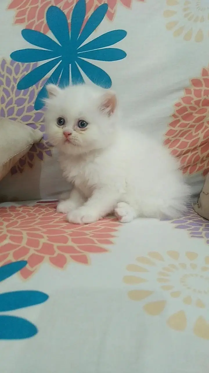 Persian Kitten/ Punch face — photo 3