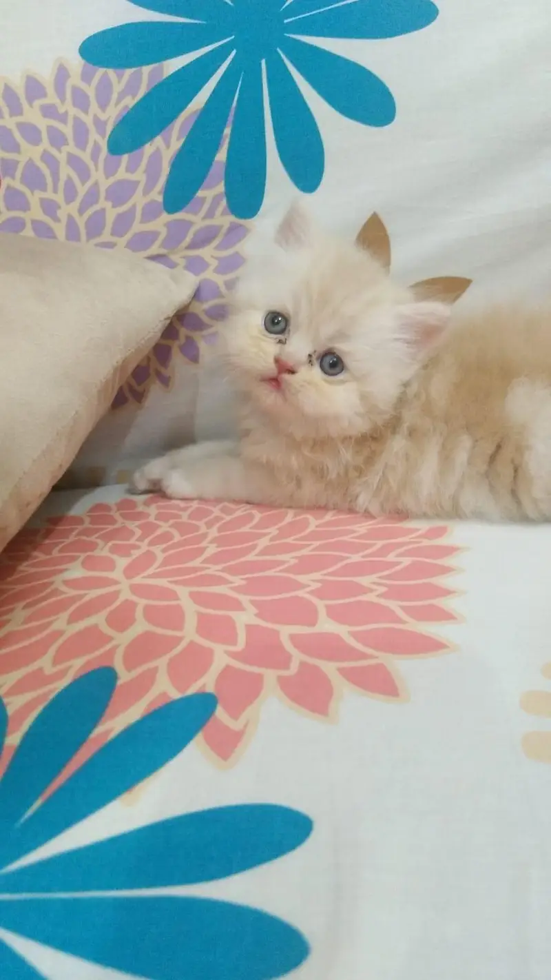 Persian Kitten/ Punch face — photo 4