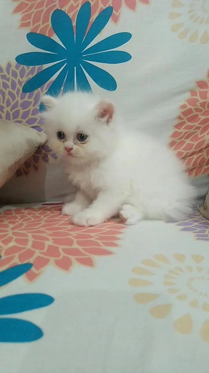 Persian Kitten/ Punch face — photo 5