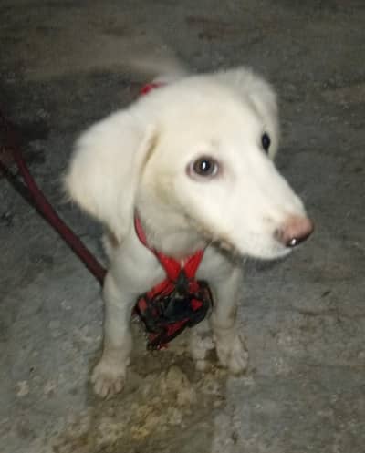 10 Weeks Old Labrador Puppy | Healthy & Active | Cream/White