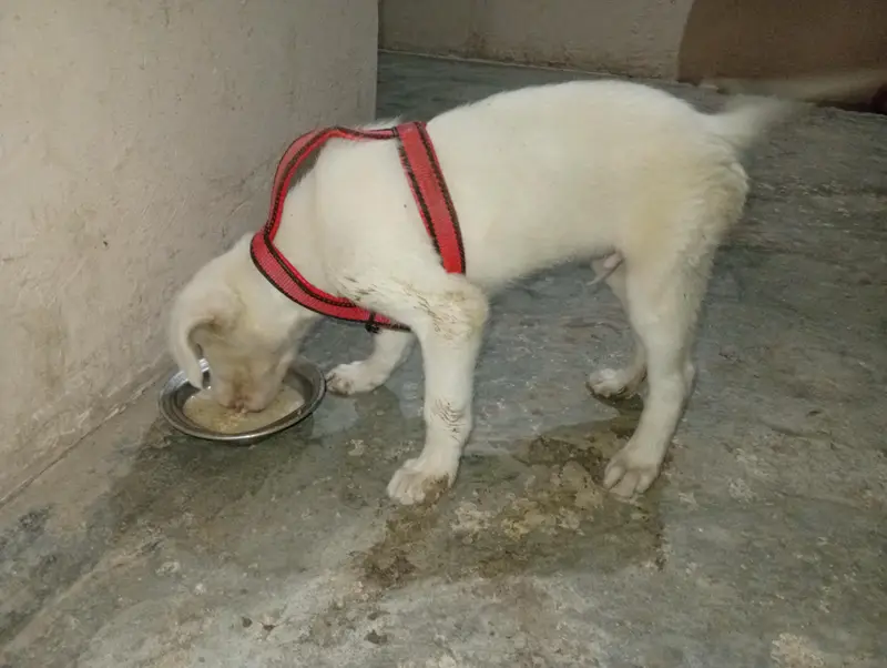 10 Weeks Old Labrador Puppy | Healthy & Active | Cream/White — photo 2