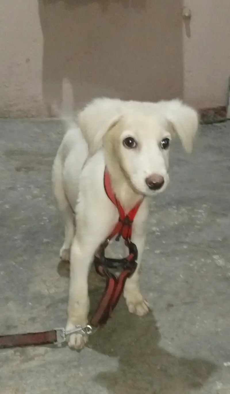 10 Weeks Old Labrador Puppy | Healthy & Active | Cream/White — photo 3