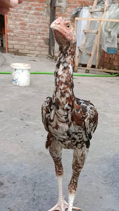 cheena patha
