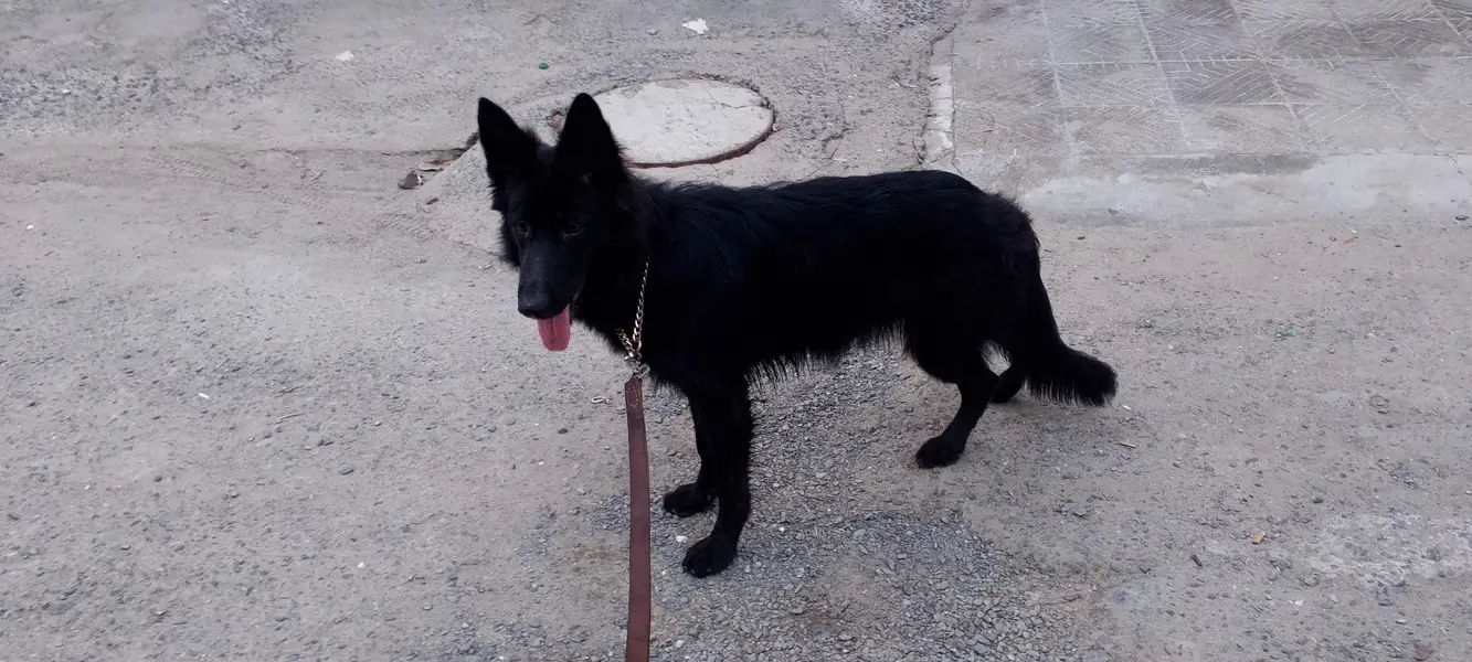 Jarman shafard — photo 6