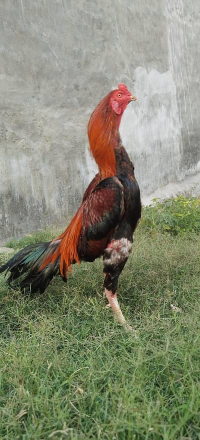 murga
