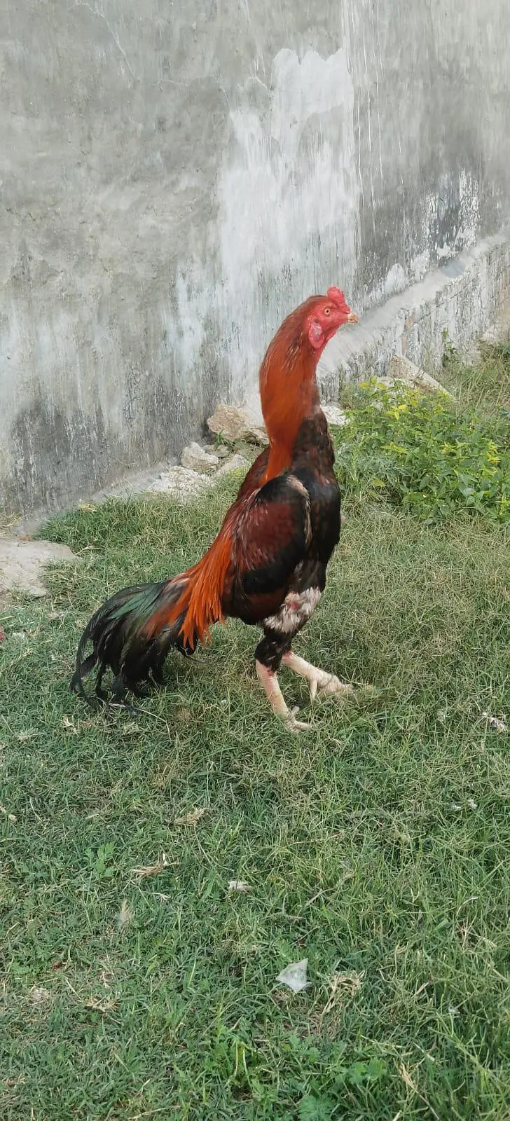 murga — photo 2