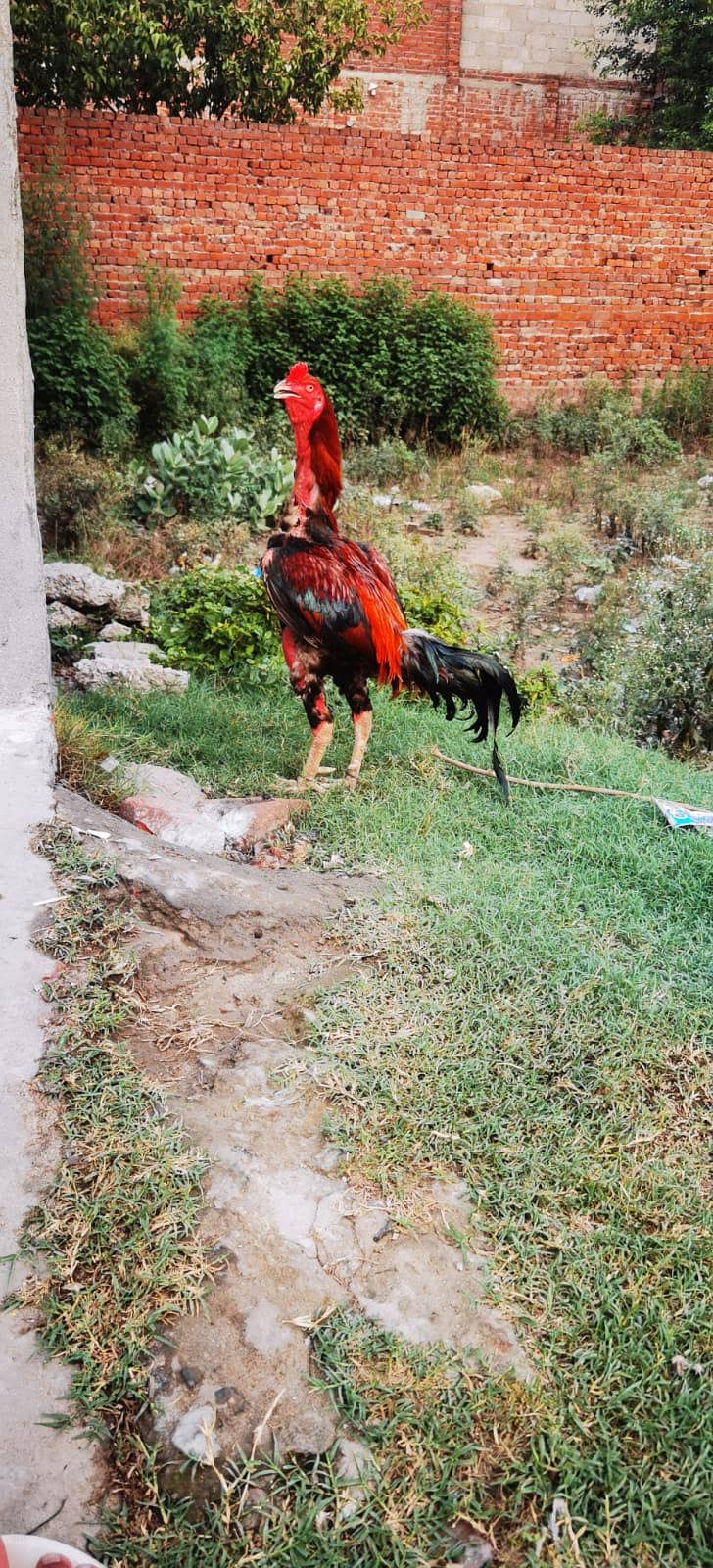 murga 2