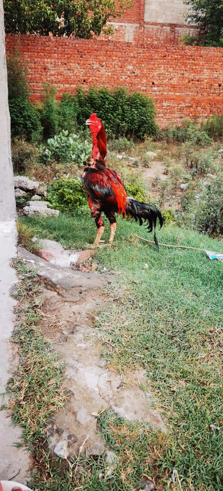 murga — photo 3