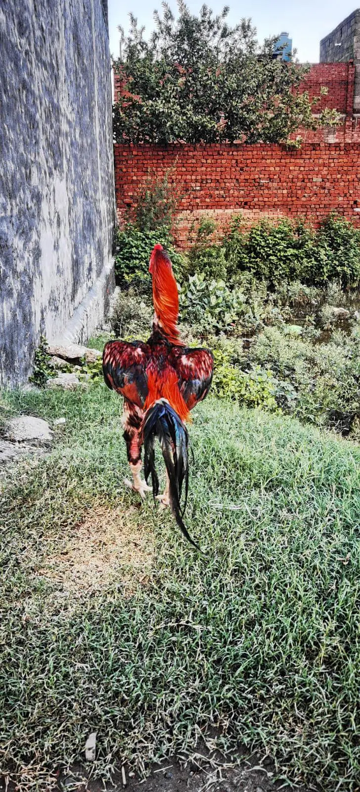 murga — photo 4