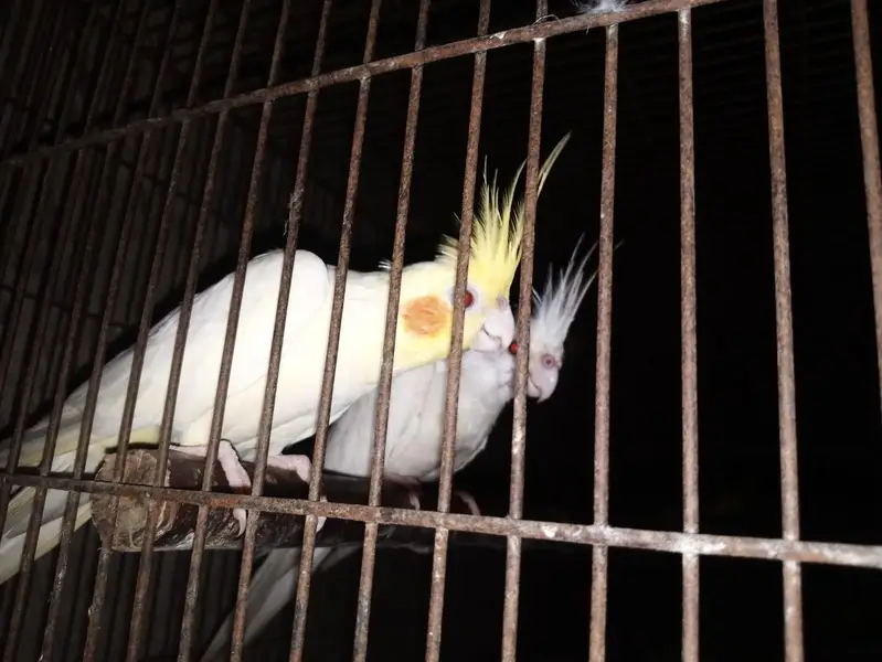 coketail Red eye — photo 2