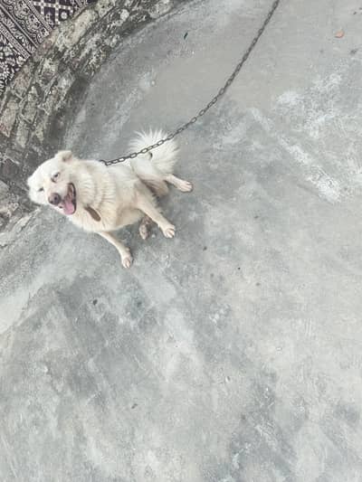 good dog