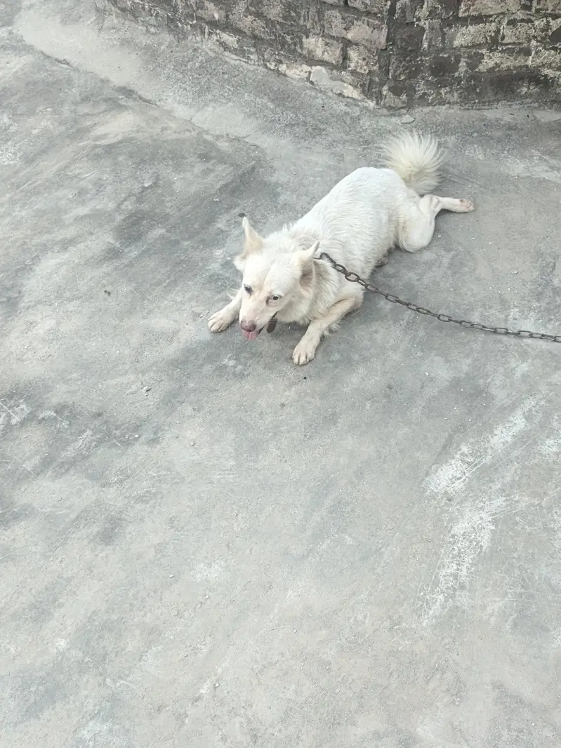 good dog — photo 2