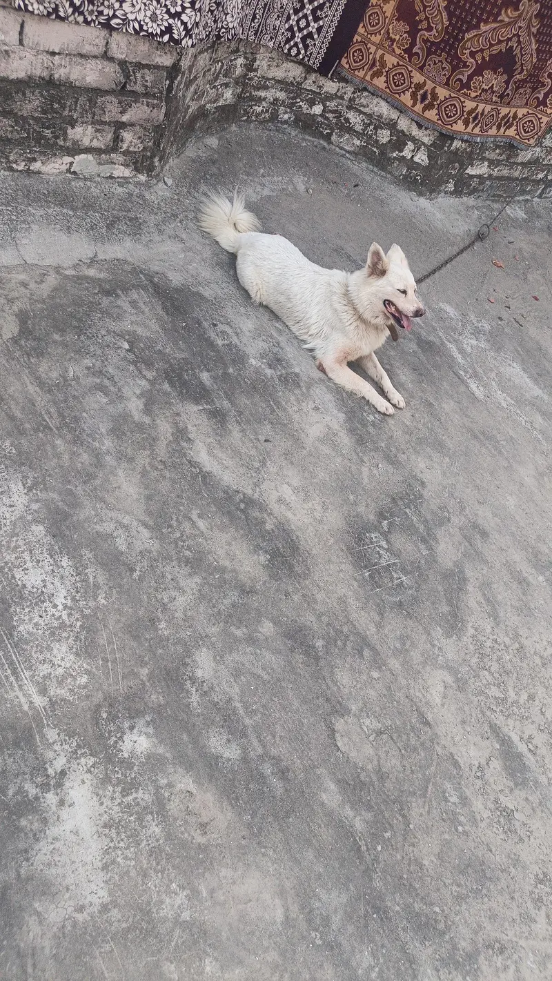 good dog — photo 3