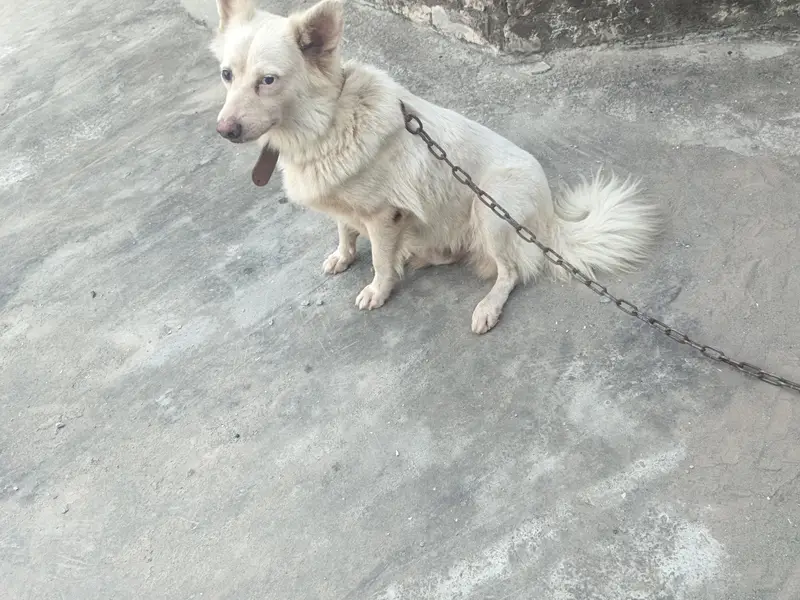 good dog — photo 4