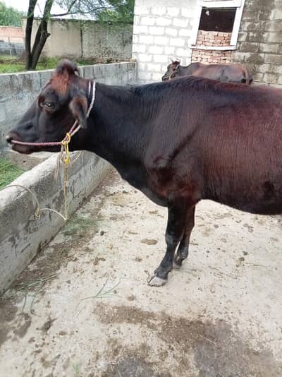 friesian nasal ki gaay for sale hai 4mahenay ki gahban hai